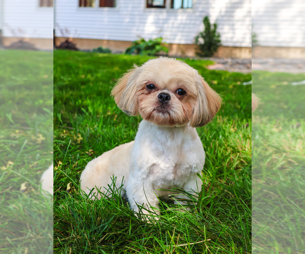Medium Photo #1 Shih Tzu Puppy For Sale in SYRACUSE, IN, USA