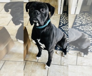 Boxer Dogs for adoption in SOUTHFIELD, MI, USA