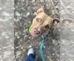 Small #9 American Staffordshire Terrier