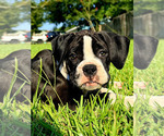 Puppy Blue Boy Boxer