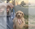 Small Photo #6 Goldendoodle Puppy For Sale in MANSFIELD, MO, USA