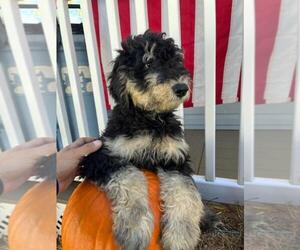 Miniature Bernedoodle Puppy for sale in SUSSEX, NJ, USA