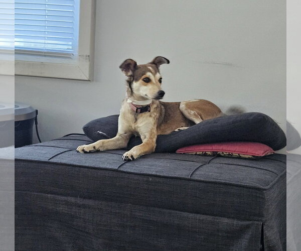 Medium Photo #10 Mutt Puppy For Sale in Wakefield, RI, USA
