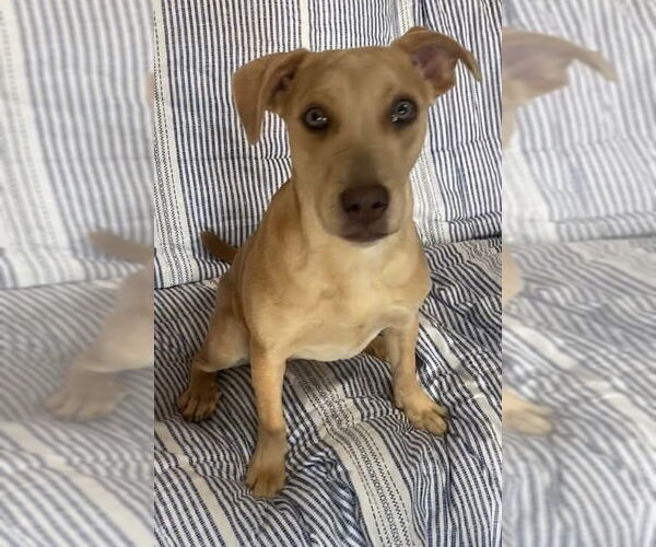 Medium Photo #1 American Pit Bull Terrier-Labrador Retriever Mix Puppy For Sale in Ridgefield, CT, USA
