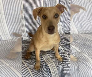 American Pit Bull Terrier-Labrador Retriever Mix Dogs for adoption in Ridgefield, CT, USA