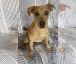 Small American Pit Bull Terrier-Labrador Retriever Mix