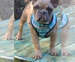 Small Photo #2 French Bulldog Puppy For Sale in CRANSTON, RI, USA