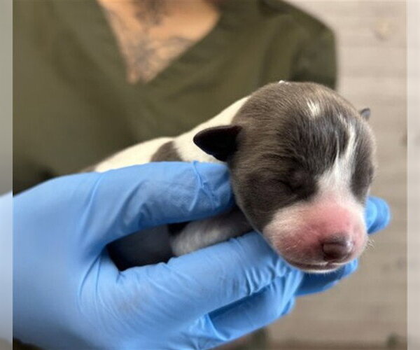 Medium Photo #1 Mutt Puppy For Sale in San Bernardino, CA, USA