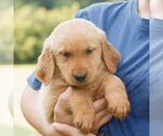 Small #2 Golden Retriever