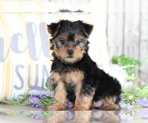 Yorkshire Terrier Puppy for sale in MOUNT VERNON, OH, USA