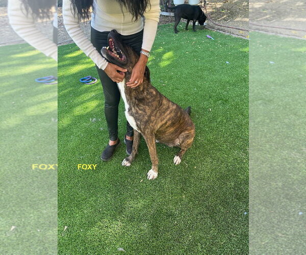Medium Photo #4 Holland Shepherd-Plott Hound Mix Puppy For Sale in Woodland Hills, CA, USA
