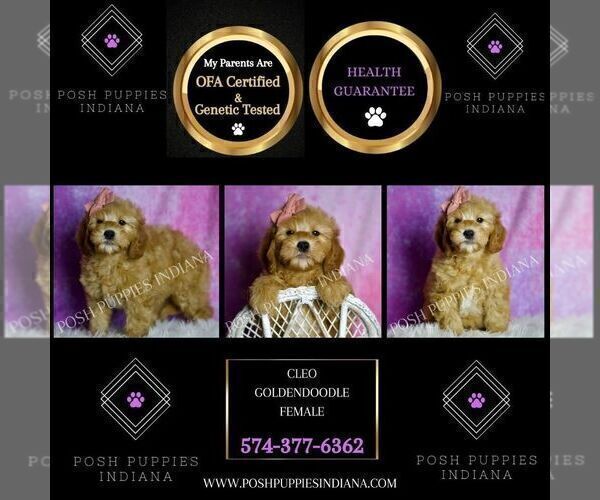 Medium Photo #3 Goldendoodle (Miniature) Puppy For Sale in WARSAW, IN, USA