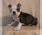Small #7 Boston Terrier