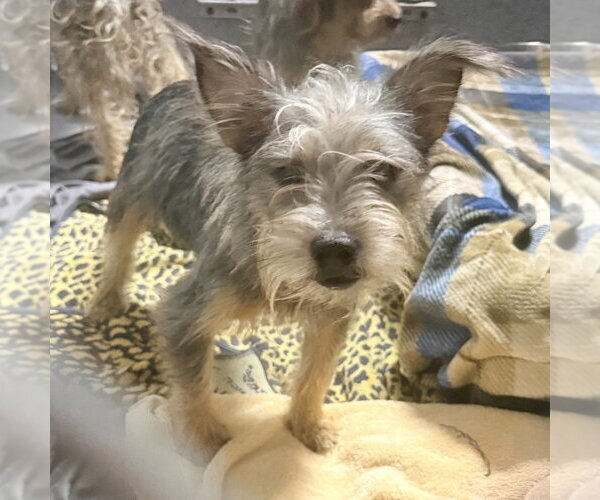 Medium Photo #2 Mutt Puppy For Sale in Lawrenceville, NJ, USA
