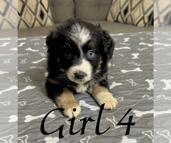Medium Photo #115 Miniature Australian Shepherd Puppy For Sale in SALISBURY, NC, USA