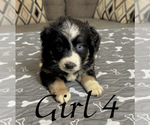 Small Photo #115 Miniature Australian Shepherd Puppy For Sale in SALISBURY, NC, USA