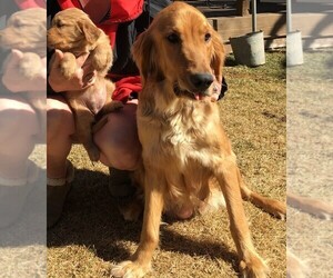 Mother of the Golden Retriever puppies born on 03/20/2020