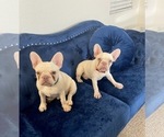 Small Photo #19 French Bulldog Puppy For Sale in COLUMBUS, OH, USA