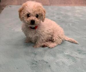 Cavachon Puppy for sale in PHOENIX, AZ, USA