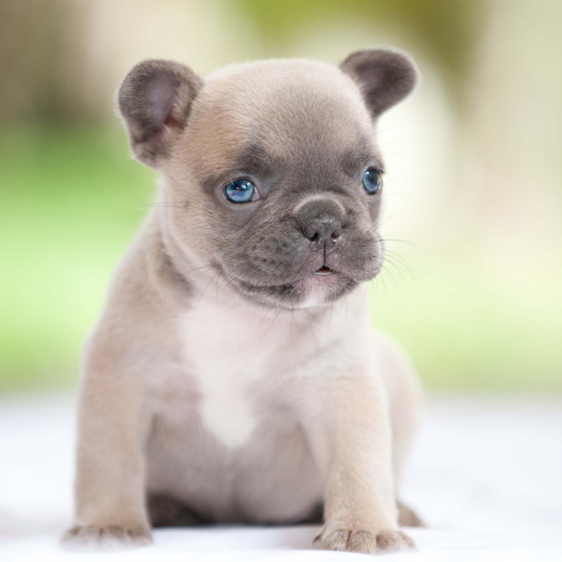 View Ad French Bulldog Puppy for Sale near Florida, FORT