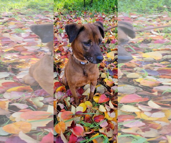 Medium Photo #2 Mutt Puppy For Sale in San Diego, CA, USA