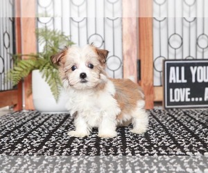 Havanese Puppy for sale in NAPLES, FL, USA