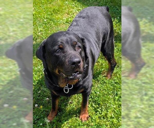 Medium Photo #1 Rottweiler Puppy For Sale in Akron, OH, USA