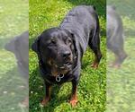 Small Rottweiler