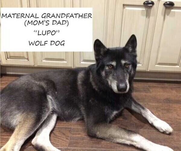 Medium Photo #13 German Shepherd Dog-Wolf Hybrid Mix Puppy For Sale in SAN DIEGO, CA, USA