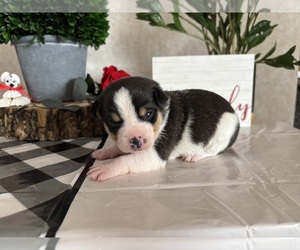 Rat Terrier Puppy for sale in TAMPICO, IL, USA
