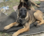 Small Photo #18 Belgian Malinois Puppy For Sale in ONTARIO, CA, USA