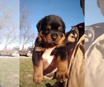 Small Photo #15 Rottweiler Puppy For Sale in JASPER, MO, USA