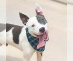 Small #1 American Staffordshire Terrier Mix