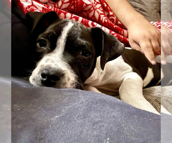 Medium Photo #16 American Staffordshire Terrier-Unknown Mix Puppy For Sale in OKLAHOMA CITY, OK, USA