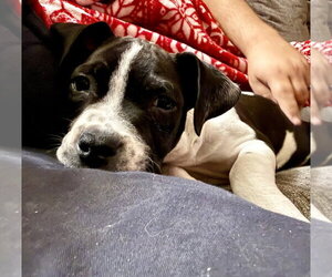Merida - Female American Staffordshire Terrier-Unknown Mix Dog for Adoption - Photo #16