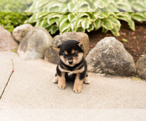 Medium Photo #2 Shiba Inu Puppy For Sale in MILLERSBURG, IN, USA