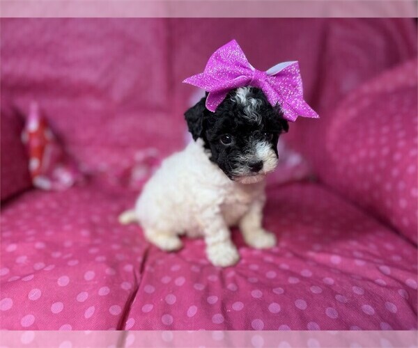 Medium Photo #12 Poodle (Toy) Puppy For Sale in TAMPA, FL, USA