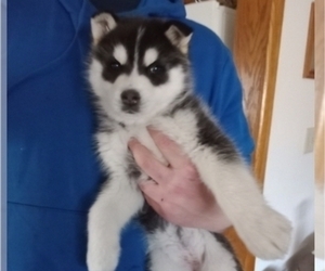 German Shepherd Dog-Siberian Husky Mix Puppy for sale in NEOSHO, MO, USA