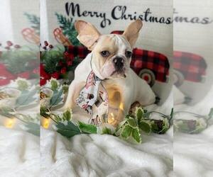 French Bulldog Puppy for sale in BOSTON, MA, USA