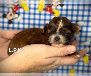 ShihPoo Puppy for sale in WINNSBORO, LA, USA