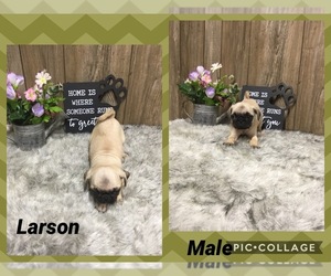Pug Puppy for sale in MYRTLE, MO, USA