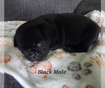Small #4 Pug