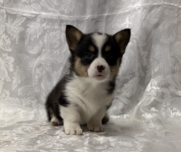 Medium Photo #1 Pembroke Welsh Corgi Puppy For Sale in STANLEY, WI, USA
