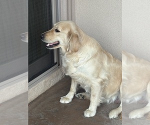Mother of the English Cream Golden Retriever puppies born on 09/20/2026