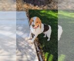 Small Photo #6 Beagle Puppy For Sale in Tampa, FL, USA