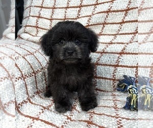 Maltipoo Puppy for sale in FRANKLIN, IN, USA