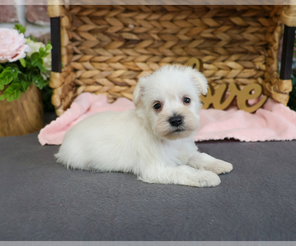 Medium Photo #17 Schnauzer (Miniature) Puppy For Sale in SYRACUSE, IN, USA