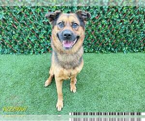 German Shepherd Dog-Unknown Mix Dogs for adoption in West Palm Beach, FL, USA