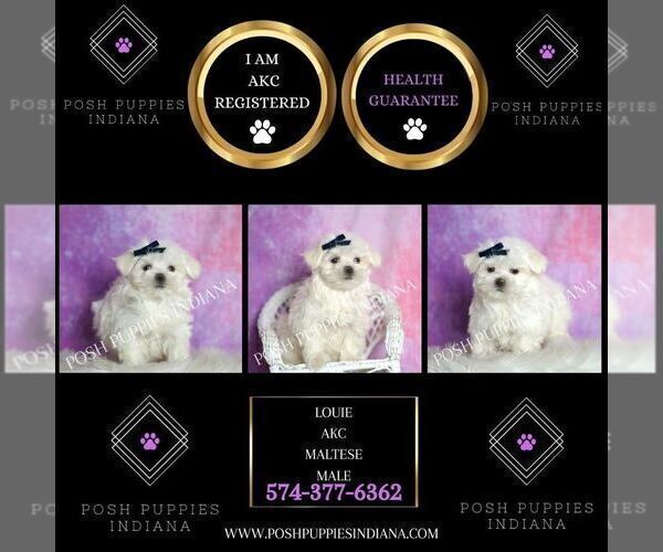 Medium Photo #6 Maltese Puppy For Sale in WARSAW, IN, USA