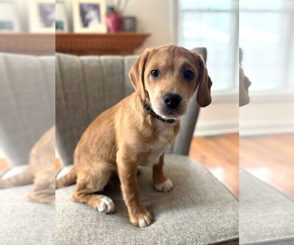 Medium Photo #3 Beagle-Unknown Mix Puppy For Sale in Arlington, VA, USA